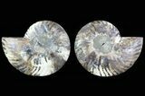 Cut & Polished Ammonite Fossil - Agatized #78581-1